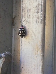 Alagoasa bipunctata perennis