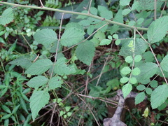 Rubus incanus