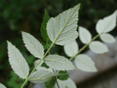 Rubus incanus