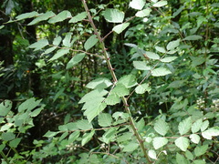 Rubus incanus
