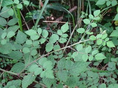 Rubus incanus