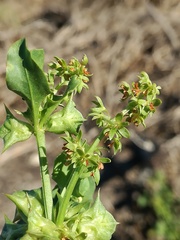 Rumex hypogaeus