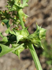 Rumex hypogaeus