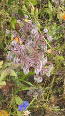 Borago officinalis