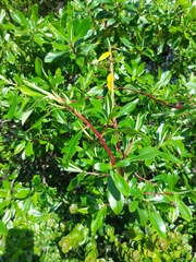 Escallonia paniculata