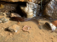 Ulvaria subbifurcata