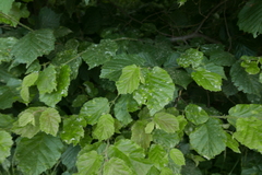 Erysiphe corylacearum