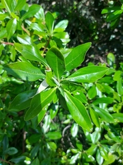 Escallonia paniculata