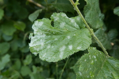 Erysiphe corylacearum