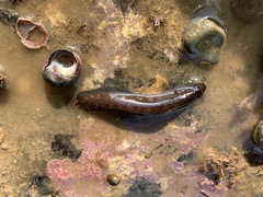 Ulvaria subbifurcata