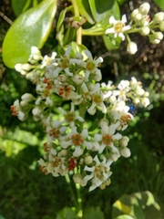 Escallonia paniculata
