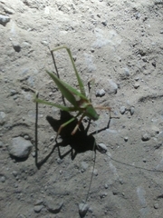 Platylyra californica