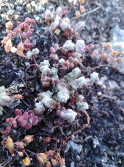 Sedum brevifolium