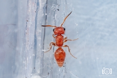 Pseudomethoca torrida