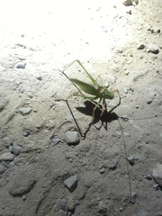 Platylyra californica