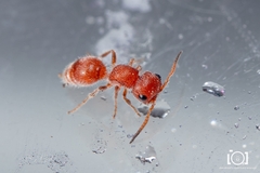 Pseudomethoca torrida