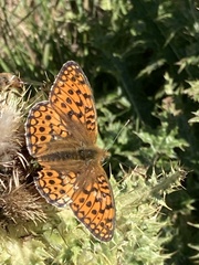 Argynnis niobe