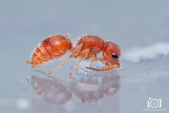 Pseudomethoca torrida