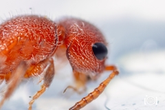 Pseudomethoca torrida