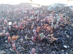 Sedum brevifolium
