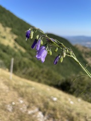 Campanula micrantha