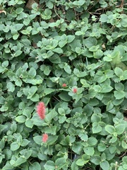 Acalypha herzogiana