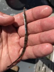 Syngnathus rostellatus