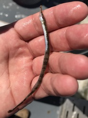 Syngnathus rostellatus