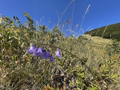 Campanula micrantha