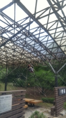 Dicronocephalus adamsi