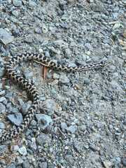 Vipera aspis aspis