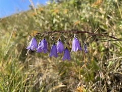 Campanula micrantha