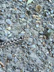 Vipera aspis aspis