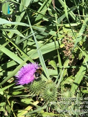 Bombus ruderatus