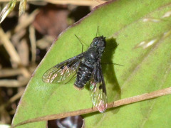 Anthrax trifasciatus