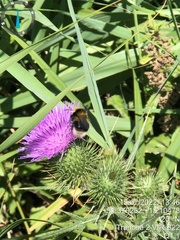 Bombus ruderatus