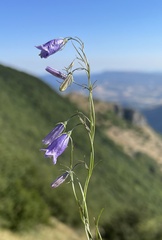 Campanula micrantha