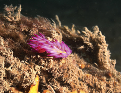 Coryphellina lotos