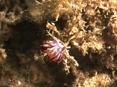 Coryphellina lotos