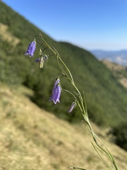Campanula micrantha