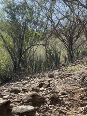 Sansevieria cylindrica