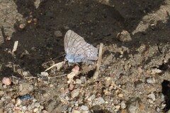 Celastrina echo sidara