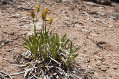 Stenotus armerioides