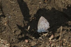 Celastrina echo sidara