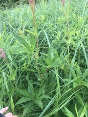 Filipendula rubra