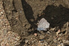 Celastrina echo sidara