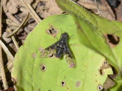 Anthrax trifasciatus