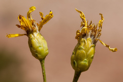 Stenotus armerioides