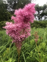 Filipendula rubra