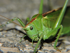 Tettigonia viridissima